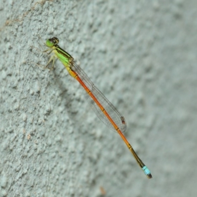 Ischnura aurora (Aurora Bluetail) at ANBG - 21 Dec 2018 by TimL