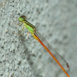 Ischnura aurora at Hackett, ACT - 21 Dec 2018 02:37 PM