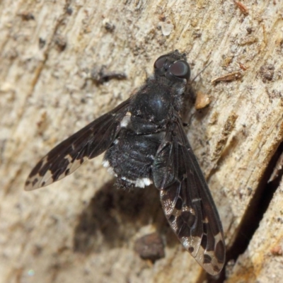 Anthrax sp. (genus) (Unidentified Anthrax bee fly) at Hackett, ACT - 16 Dec 2018 by TimL