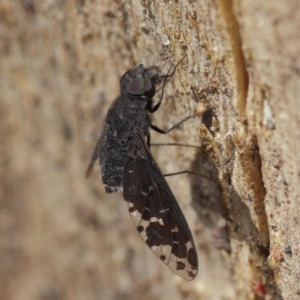 Anthrax sp. (genus) at Hackett, ACT - 17 Dec 2018