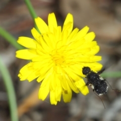 Anthrax sp. (genus) at Hackett, ACT - 17 Dec 2018