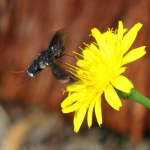 Anthrax sp. (genus) at Hackett, ACT - 17 Dec 2018