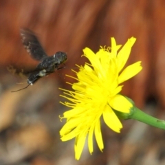 Anthrax sp. (genus) at Hackett, ACT - 17 Dec 2018