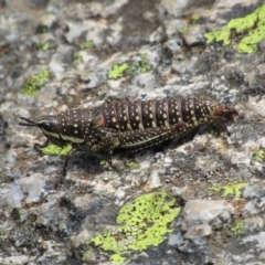 Monistria concinna (Southern Pyrgomorph) at Kosciuszko National Park, NSW - 28 Dec 2018 by KShort