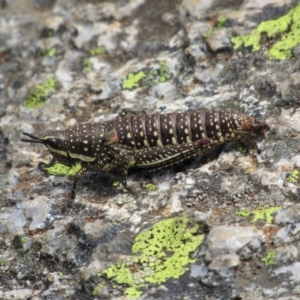 Monistria concinna at Kosciuszko National Park, NSW - 28 Dec 2018 11:48 AM