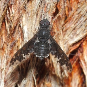 Anthrax sp. (genus) at Acton, ACT - 17 Dec 2018