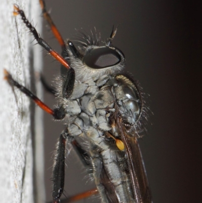 Cerdistus sp. (genus) (Yellow Slender Robber Fly) at ANBG - 21 Dec 2018 by TimL