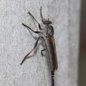 Cerdistus sp. (genus) at Acton, ACT - 21 Dec 2018