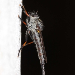 Cerdistus sp. (genus) at Acton, ACT - 21 Dec 2018