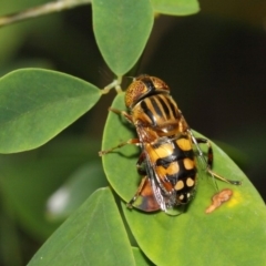 Eristalinus punctulatus at Acton, ACT - 21 Dec 2018