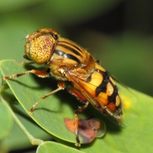 Eristalinus punctulatus at Acton, ACT - 21 Dec 2018