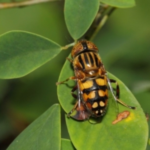 Eristalinus punctulatus at Acton, ACT - 21 Dec 2018