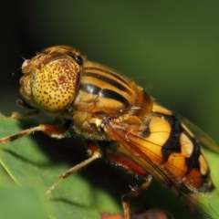 Eristalinus punctulatus at Acton, ACT - 21 Dec 2018