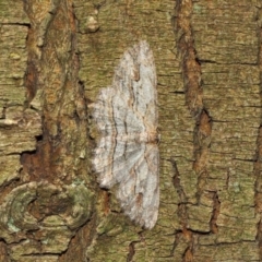 Ectropis excursaria (Common Bark Moth) at ANBG - 18 Dec 2018 by TimL