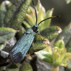 Myrtartona coronias (A Forester moth (Procidinae)) at Namadgi National Park - 8 Dec 2018 by JudithRoach