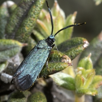 Myrtartona coronias (A Forester moth (Procidinae)) at Cotter River, ACT - 7 Dec 2018 by JudithRoach