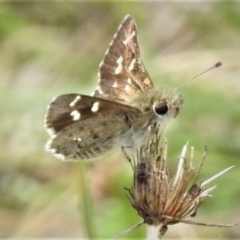 Pasma tasmanicus (Two-spotted Grass-skipper) at Booth, ACT - 28 Dec 2018 by JohnBundock