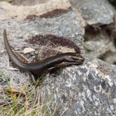 Eulamprus tympanum (Southern Water Skink) at Thredbo, NSW - 28 Dec 2018 by KShort