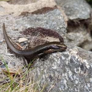 Eulamprus tympanum at Thredbo, NSW - 28 Dec 2018 01:06 PM