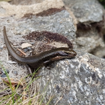 Eulamprus tympanum (Southern Water Skink) at Thredbo, NSW - 28 Dec 2018 by KShort