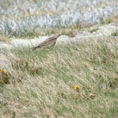 Anthus australis (Australian Pipit) at Kosciuszko National Park, NSW - 28 Dec 2018 by KShort