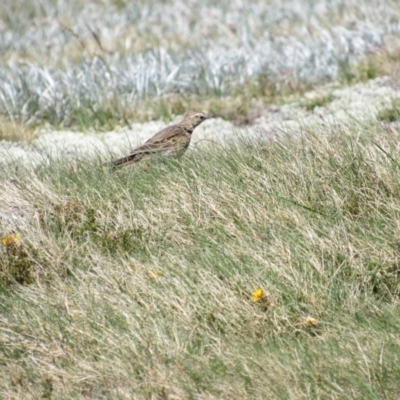 Anthus australis (Australian Pipit) at Kosciuszko National Park, NSW - 28 Dec 2018 by KShort