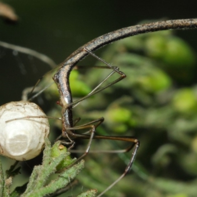 Ariamnes sp. (genus) (A whip spider) at ANBG - 21 Dec 2018 by Tim L