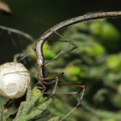 Ariamnes sp. (genus) (A whip spider) at Acton, ACT - 21 Dec 2018 by Tim L