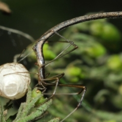 Ariamnes sp. (genus) (A whip spider) at Acton, ACT - 21 Dec 2018 by Tim L