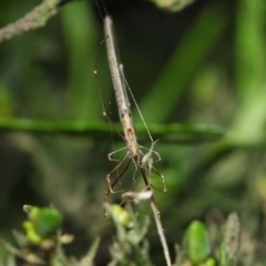 Ariamnes sp. (genus) at Acton, ACT - 21 Dec 2018