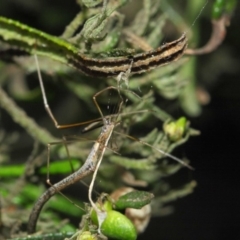 Ariamnes sp. (genus) at Acton, ACT - 21 Dec 2018