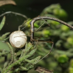 Ariamnes sp. (genus) at Acton, ACT - 21 Dec 2018