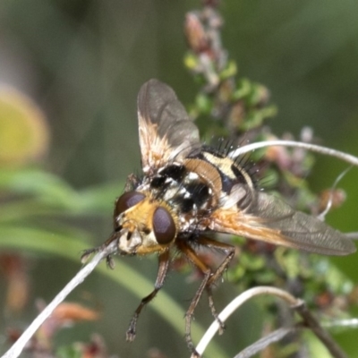 Microtropesa sp. (genus) (Tachinid fly) at Namadgi National Park - 8 Dec 2018 by JudithRoach