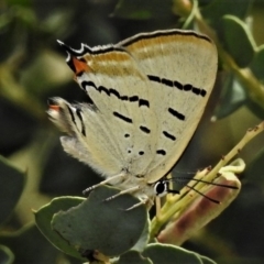 Jalmenus evagoras (Imperial Hairstreak) at Rendezvous Creek, ACT - 28 Dec 2018 by JohnBundock