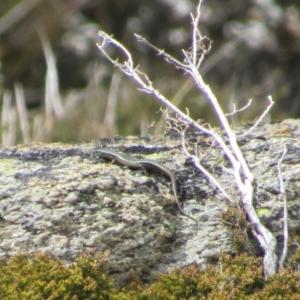 Pseudemoia entrecasteauxii at Kosciuszko National Park, NSW - 28 Dec 2018