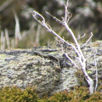 Pseudemoia entrecasteauxii (Woodland Tussock-skink) at Kosciuszko National Park - 28 Dec 2018 by KShort