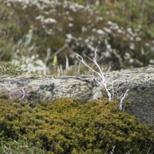 Pseudemoia entrecasteauxii at Kosciuszko National Park, NSW - 28 Dec 2018