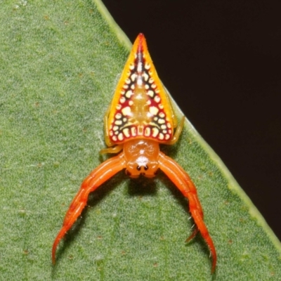 Arkys walckenaeri (Triangle spider) at ANBG - 21 Dec 2018 by TimL