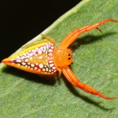 Arkys walckenaeri at Acton, ACT - 21 Dec 2018 02:30 PM