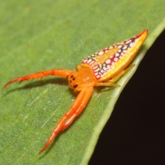 Arkys walckenaeri at Acton, ACT - 21 Dec 2018 02:30 PM