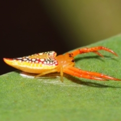 Arkys walckenaeri at Acton, ACT - 21 Dec 2018 02:30 PM