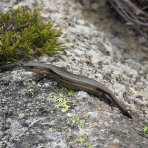 Pseudemoia entrecasteauxii at Kosciuszko National Park, NSW - 28 Dec 2018