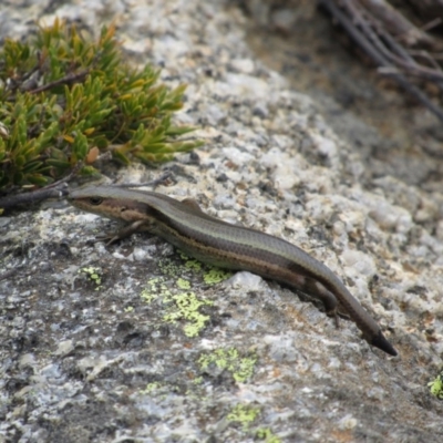 Pseudemoia entrecasteauxii (Woodland Tussock-skink) at Kosciuszko National Park - 28 Dec 2018 by KShort