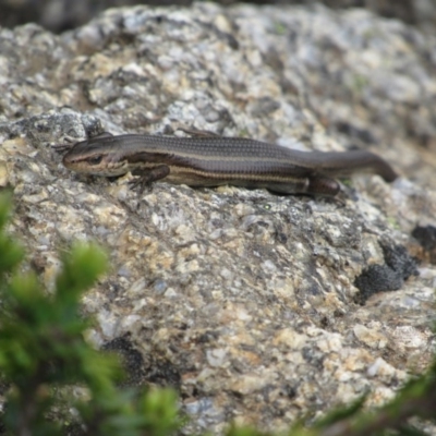 Pseudemoia entrecasteauxii (Woodland Tussock-skink) at Kosciuszko National Park, NSW - 28 Dec 2018 by KShort