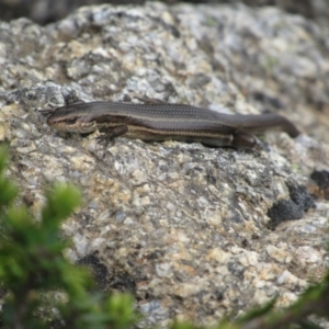 Pseudemoia entrecasteauxii at Kosciuszko National Park, NSW - 28 Dec 2018