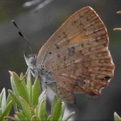 Paralucia aurifera (Bright Copper) at Booth, ACT - 27 Dec 2018 by JohnBundock