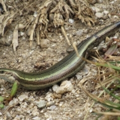 Pseudemoia entrecasteauxii (Woodland Tussock-skink) at Kosciuszko National Park, NSW - 28 Dec 2018 by KShort