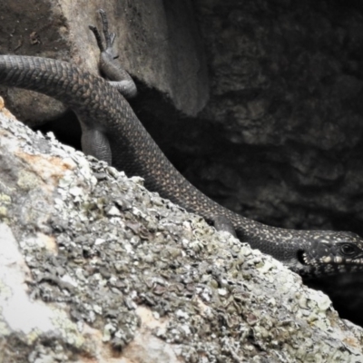 Egernia saxatilis (Black Rock Skink) at Booth, ACT - 27 Dec 2018 by JohnBundock