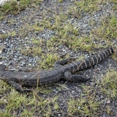 Varanus rosenbergi (Heath or Rosenberg's Monitor) at Namadgi National Park - 27 Dec 2018 by JohnBundock