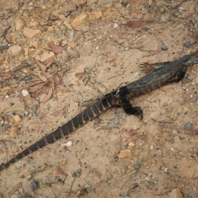 Varanus rosenbergi (Heath or Rosenberg's Monitor) at Booth, ACT - 28 Dec 2018 by JohnBundock